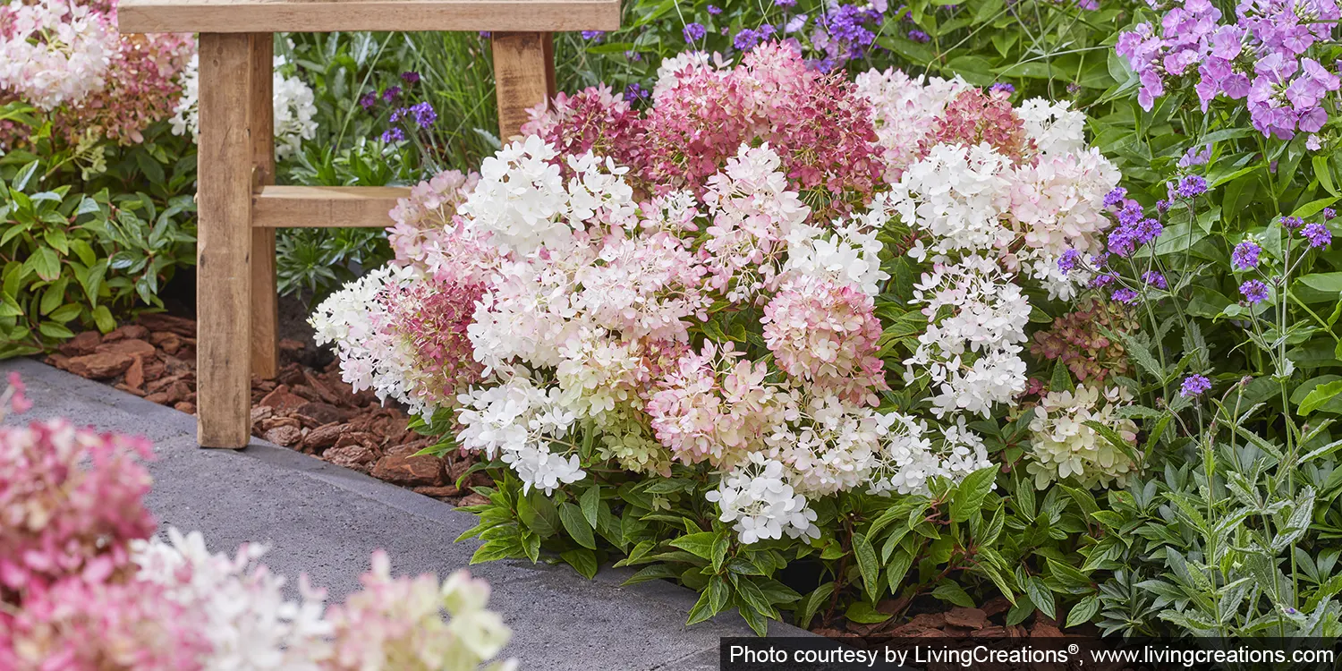 hortensja okrywowa Groundbreaker Blush - nasadzenie okrywowe w ogrodzie